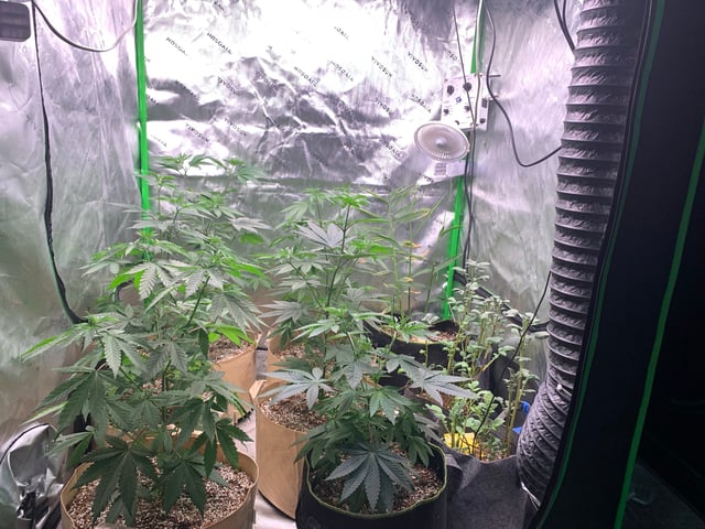 Papaya Frosting  — vegetative, day 50