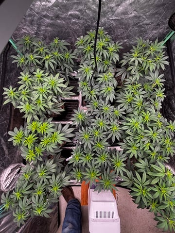 Pink Passion Fruit — flower, day 54