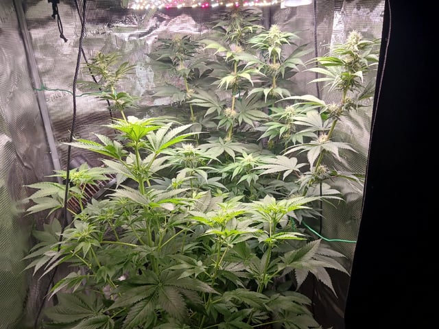 Gorilla Sherbert Feminized From Blimburn Seeds  — flower, day 62
