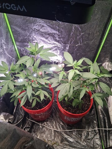 S&D  First Grow — vegetative, day 19