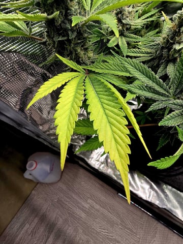 Dirty Bird - Thousand Island Fem & Platinum Kush Breath Remix x Grape Cakehead Fem Photo  — flower, day 110