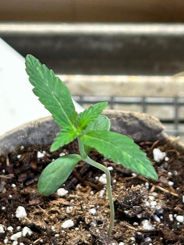 First ever grow — seedling_rooting, day 15