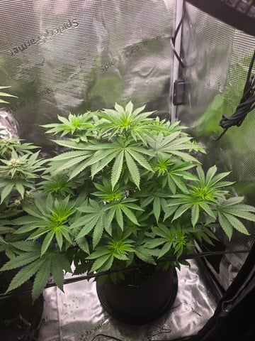 Northern lights #10 2nd plant (Selkies) — flower, day 44