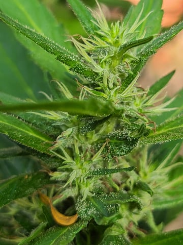 March 14 — flower, day 55