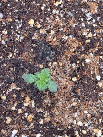 Gorilla Gas  — seedling_rooting, day 7