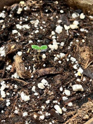 First ever grow — seedling_rooting, day 14