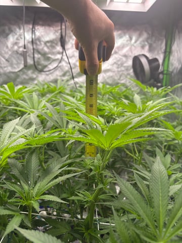 First Grow (Hydro) — flower, day 93