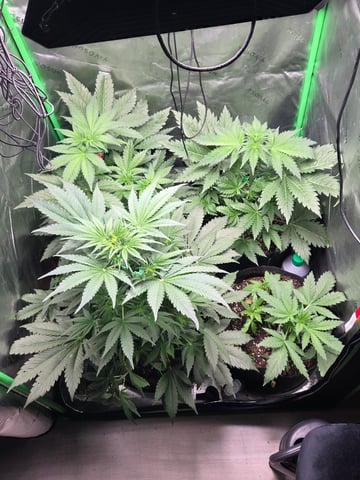 Special Kush#1 and Purple Queen Auto  — vegetative, day 36