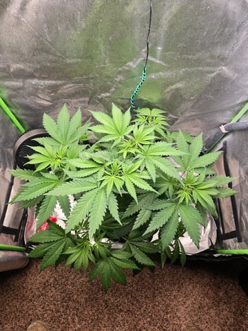 First grow — vegetative, day 40