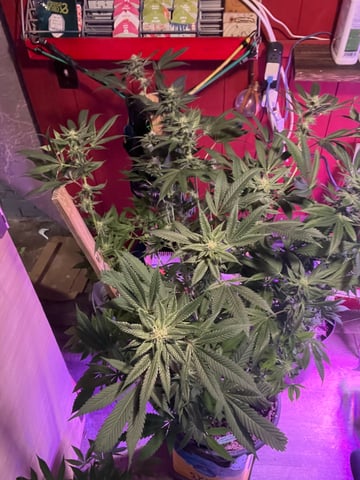 white 🕷️  — flower, day 121