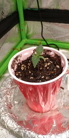 All Aboard!!! — seedling_rooting, day 7