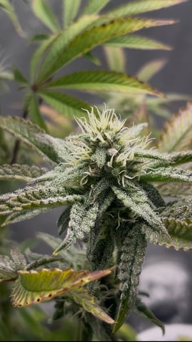 Humboldt Chicken N Wafflez — flower, day 73