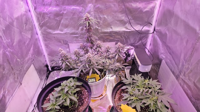 first grow adventure  — flower, day 76