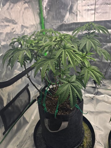 2nd grow round 2 — flower, day 45