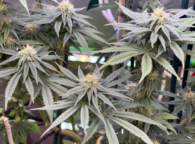 Blue Zushi (B) — flower, day 1