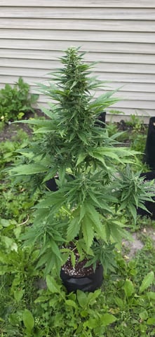 Watermelon Auto — flower, day 64