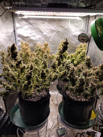 auto  — vegetative, day 28
