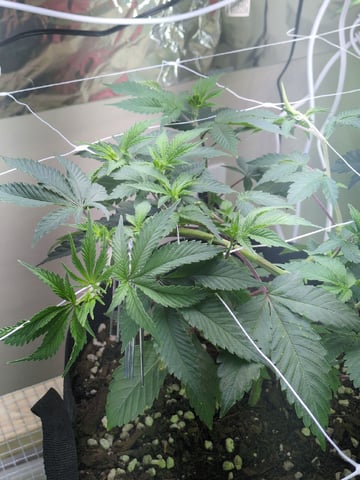 Audrey III — vegetative, day 73