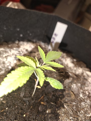 Hindu Kush — grow_setup, day 18