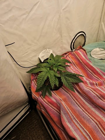 PITA — vegetative, day 31