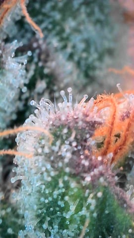 Oceanz 16 — flower, day 152