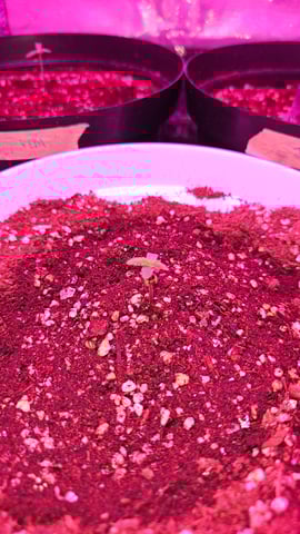first grow adventure  — seedling_rooting, day 7