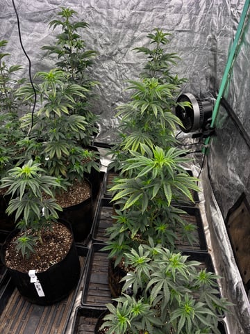 Mixed Freebies — flower, day 67