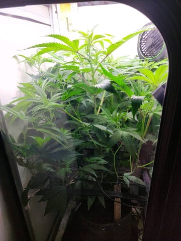 vivosun vgrow smart grow box — vegetative, day 8