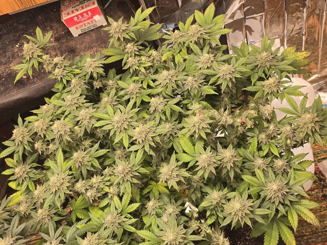 Gg#4 And Sour Diesel  — none, day 1