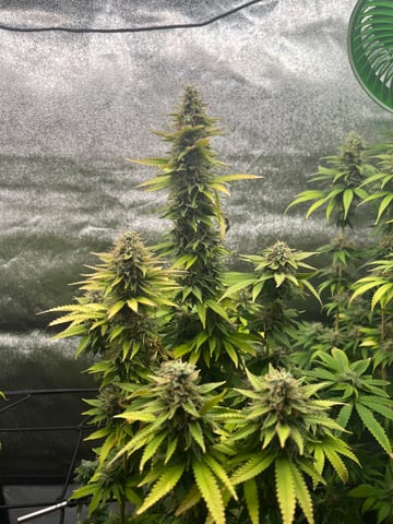 My First Four — flower, day 100