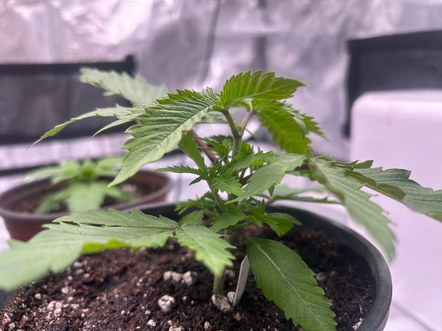 2025-26 harvest INDOOR — vegetative, day 52
