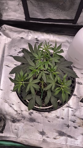 zlurricane blast — vegetative, day 33