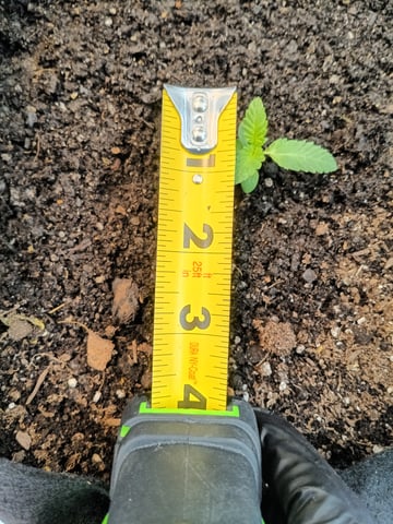 OG KUSH — germination, day 10