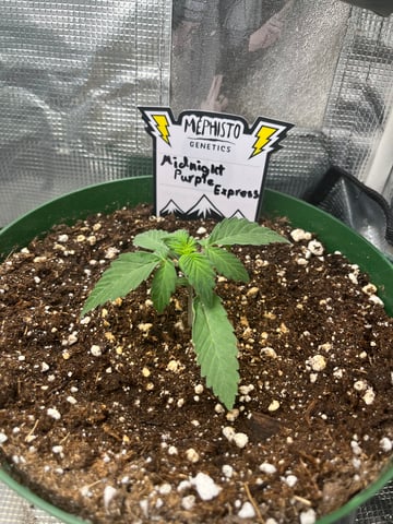 Mephistos Auto  — auto, day 18