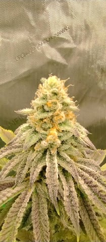 Skunk #1 โ flower, day 124