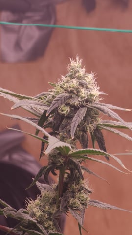 DNA Genetics Kosher Cookies rockwool run round 2 — flower, day 79