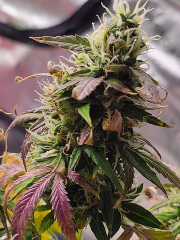 clones — done, day 117