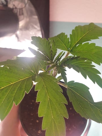 Strawberry Cough  — flower, day 2