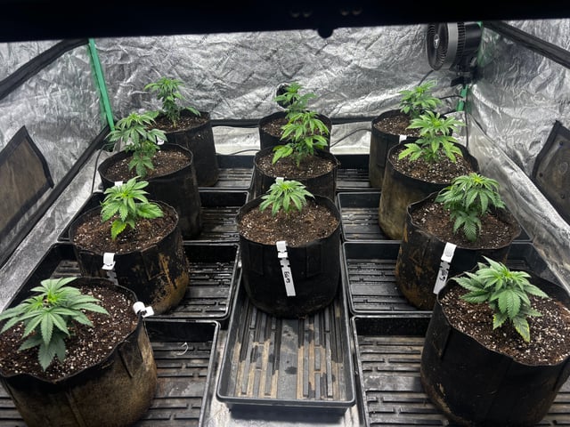 Mixed Freebies — vegetative, day 31