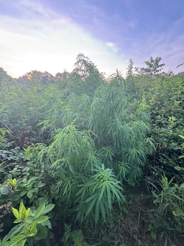 First grow — flower, day 1