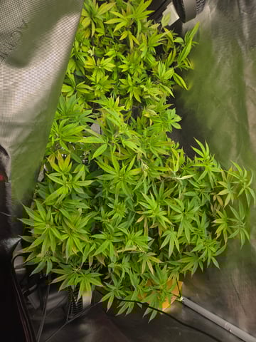 First Grow — vegetative, day 60