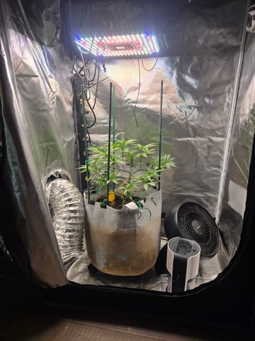 Looking for advice! — flower, day 47