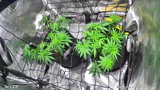 Blue Dream Feminized 