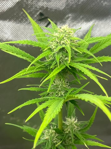 Wedding Cake Zkittlez — flower, day 18