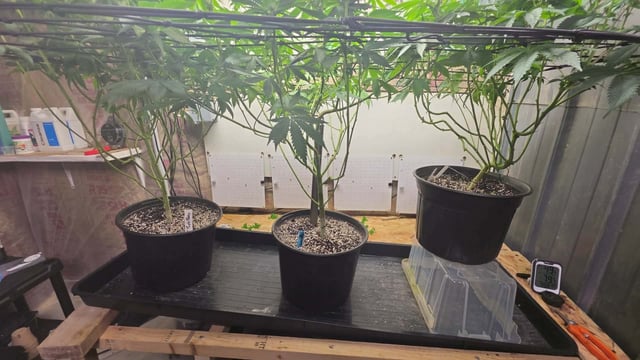 2nd Grow Sesh — flower, day 69
