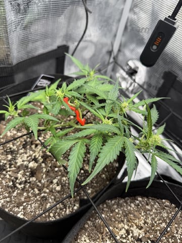 Gorilla Cookies — 1st Grow — flower, day 50