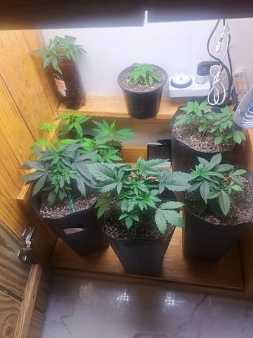 Yeti's Perpetual — vegetative, day 26