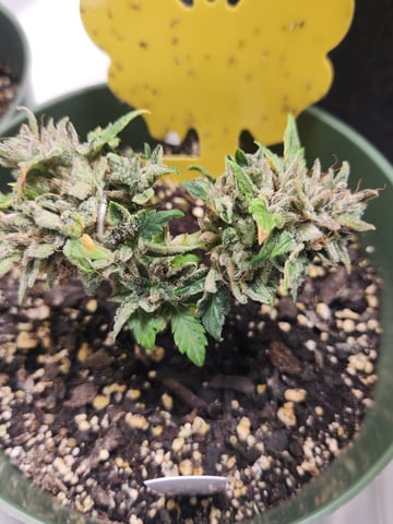 Mephisto Schoolyard Crush Grow-Pop tart OG and Apple Crush — flower, day 93