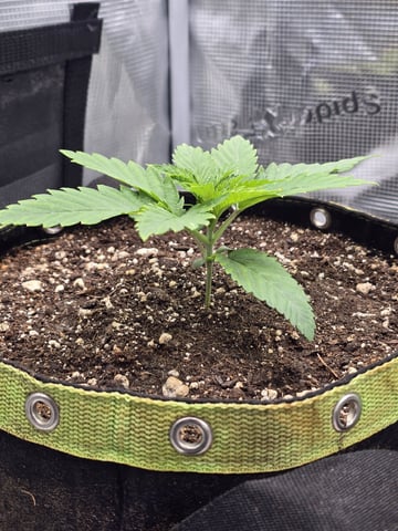 mc nuggets r1 — vegetative, day 13