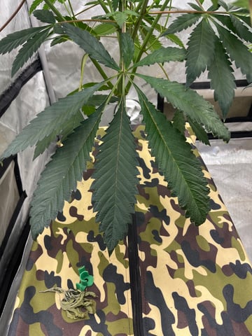 The Bling  — vegetative, day 60